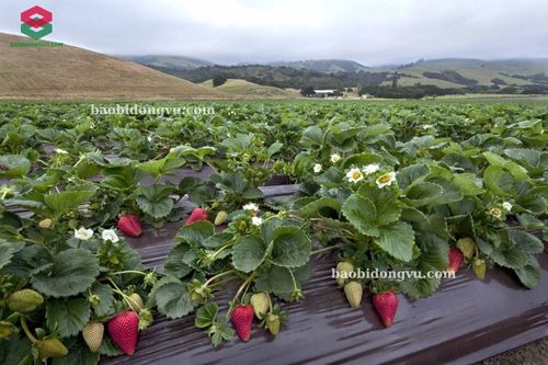 màng phủ nông nghiệp