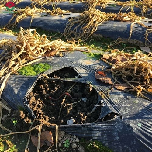 màng phủ nông nghiệp tự phân huỷ