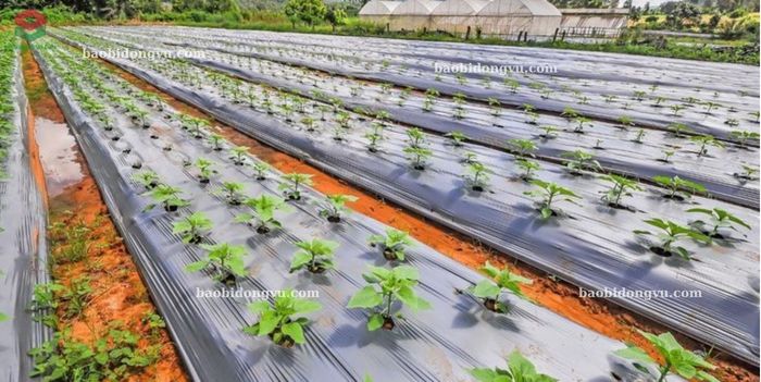 màng phủ nông nghiệp